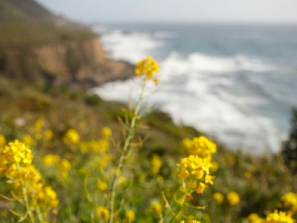 Yellow flowers in the foreground, coastal cliffs, and ocean waves in the background under a clear sky.