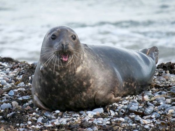 A curious seal resting on a pebbly shore, whiskers out, mouth open in a friendly expression.