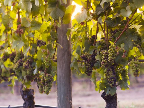 A vineyard row with grapevines heavy with dark purple grape clusters hanging from trellised vines, gentle sunlight filtering through leaves, warm tones.