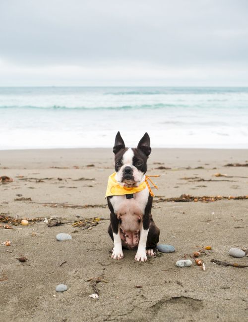 A small black-and-white dog sits on a sandy beach wearing a yellow bandana, with pebbles scattered around and the ocean in the background.
