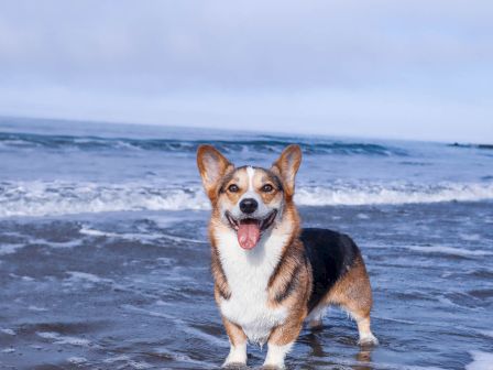 A happy corgi stands in shallow ocean water at the beach, waves rolling in behind, sunny sky, and a reflective wet sand surface.